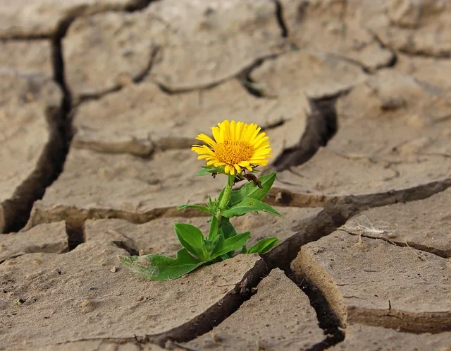 Microtraumas: pequeñas heridas emocionales que dejan huella 4 Flor amarilla que brota entre la tierra agrietada, símbolo de la resiliencia al sanar los microtraumas
